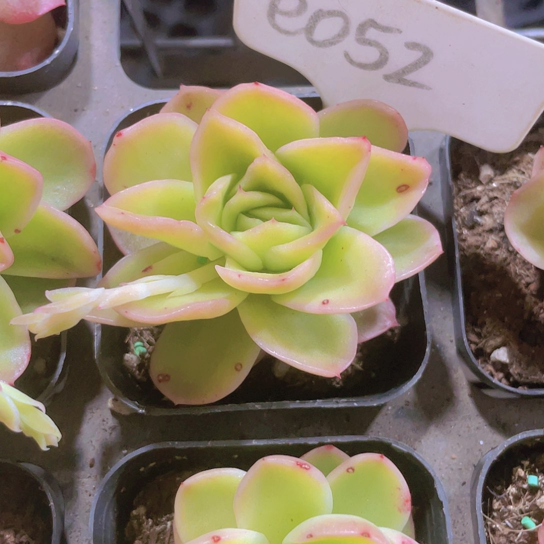 冰玫瑰锦e052一物一拍