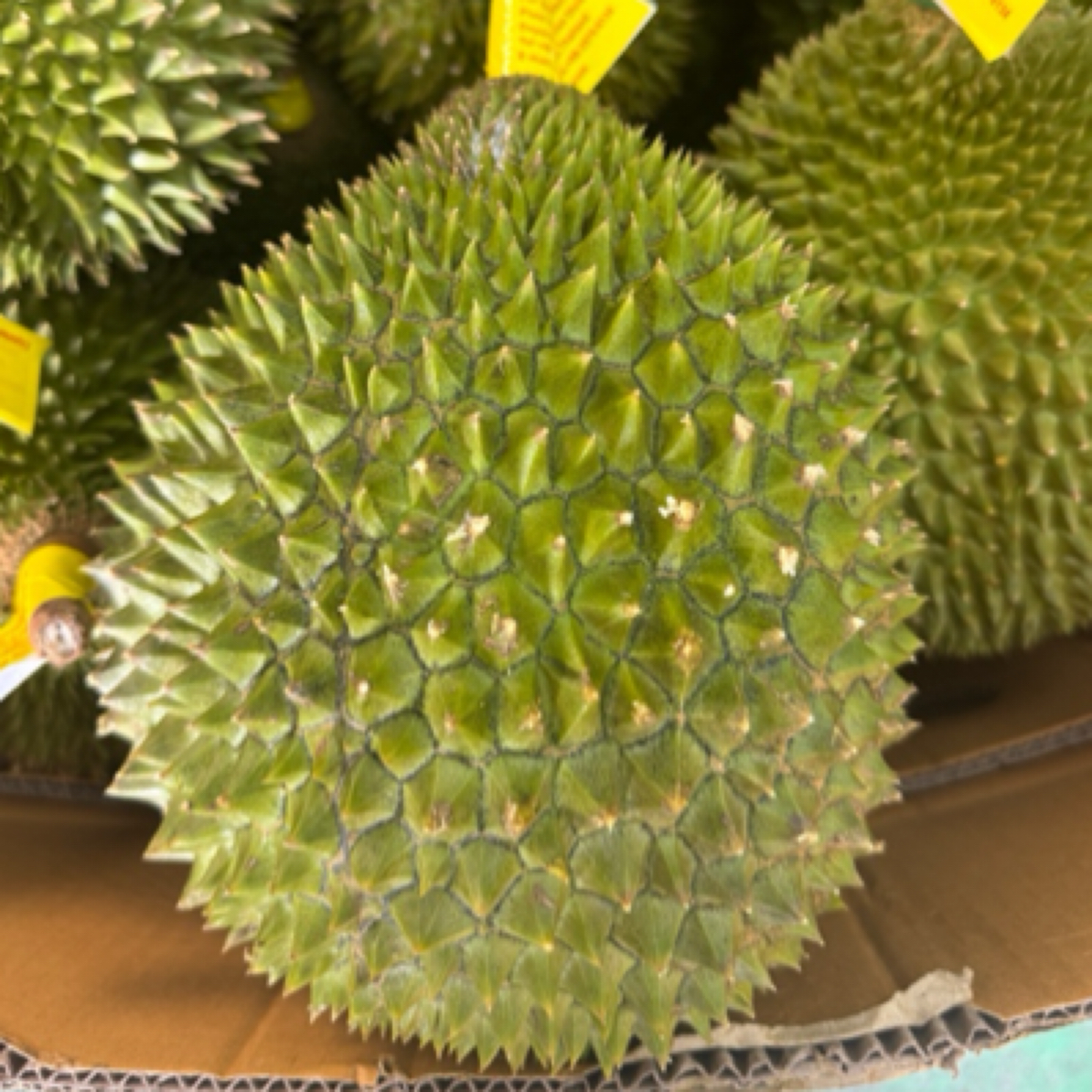 陆运3天内【一物一拍】猫山王D197榴莲 核小干苞 3斤起运输10%干耗