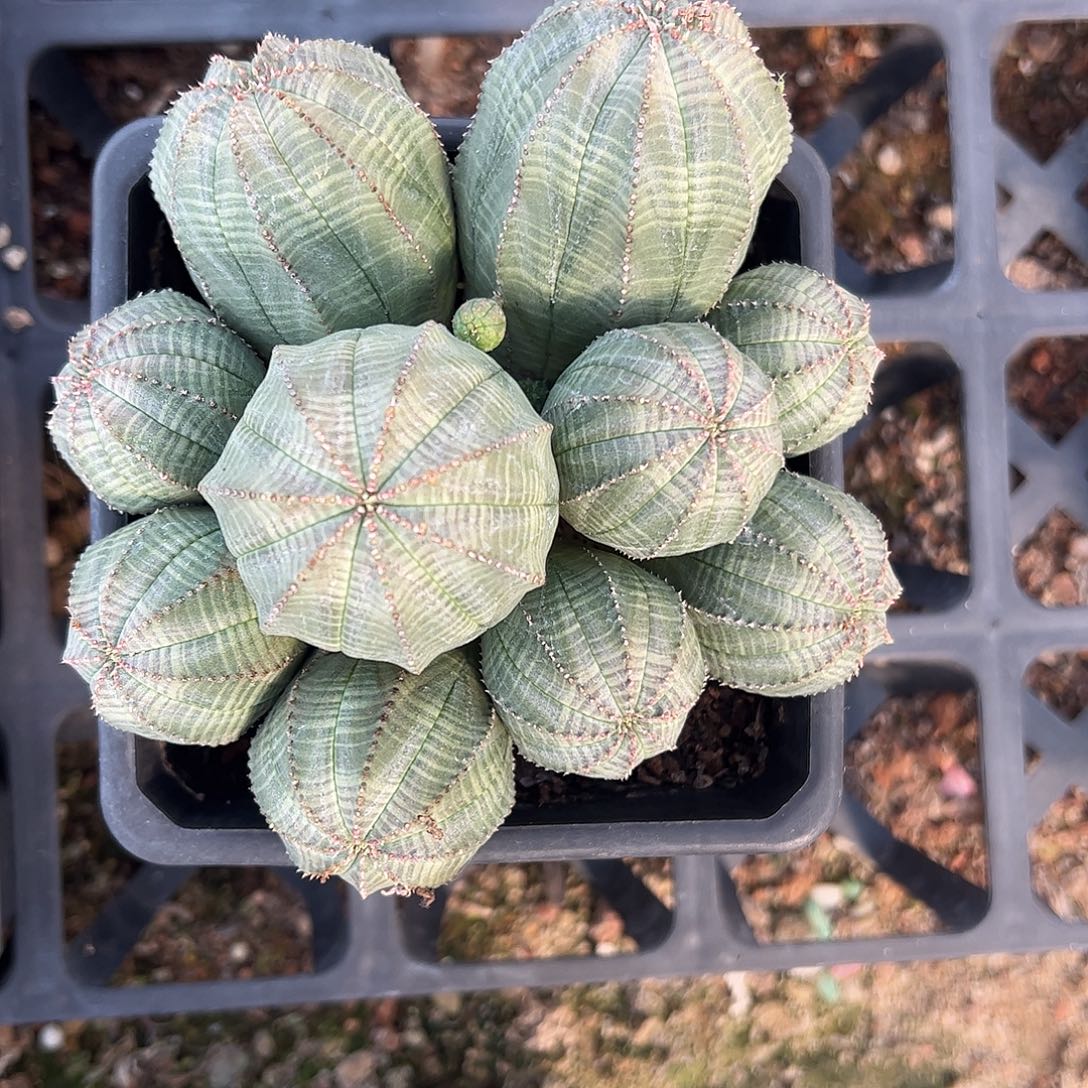 樱***子自根布纹球一物一拍