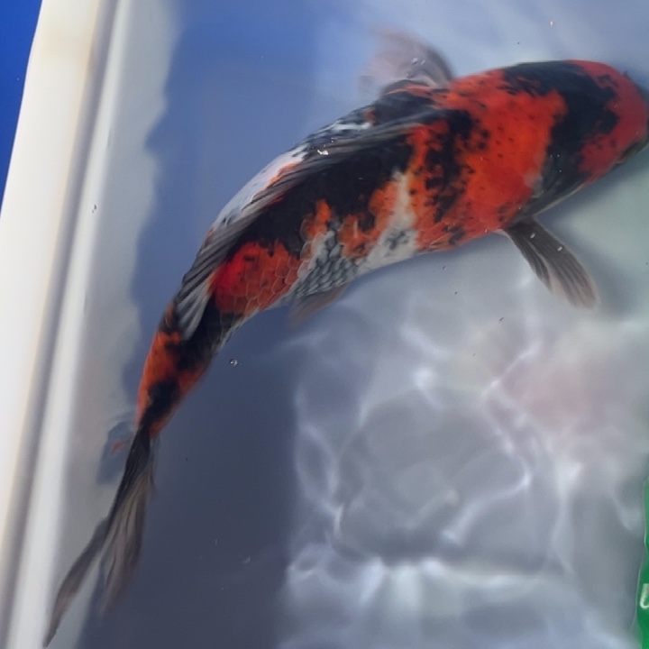 锦鲤锦鲤红白昭和