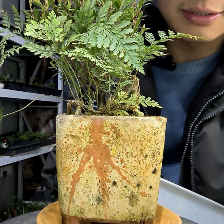 小盆景小植物一物一拍188