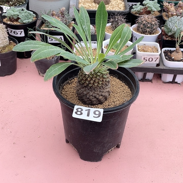 819大铁甲丸菠萝球