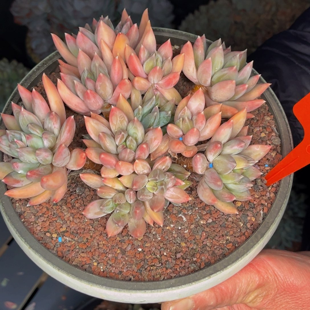 2313号晚上多肉植物群生多肉