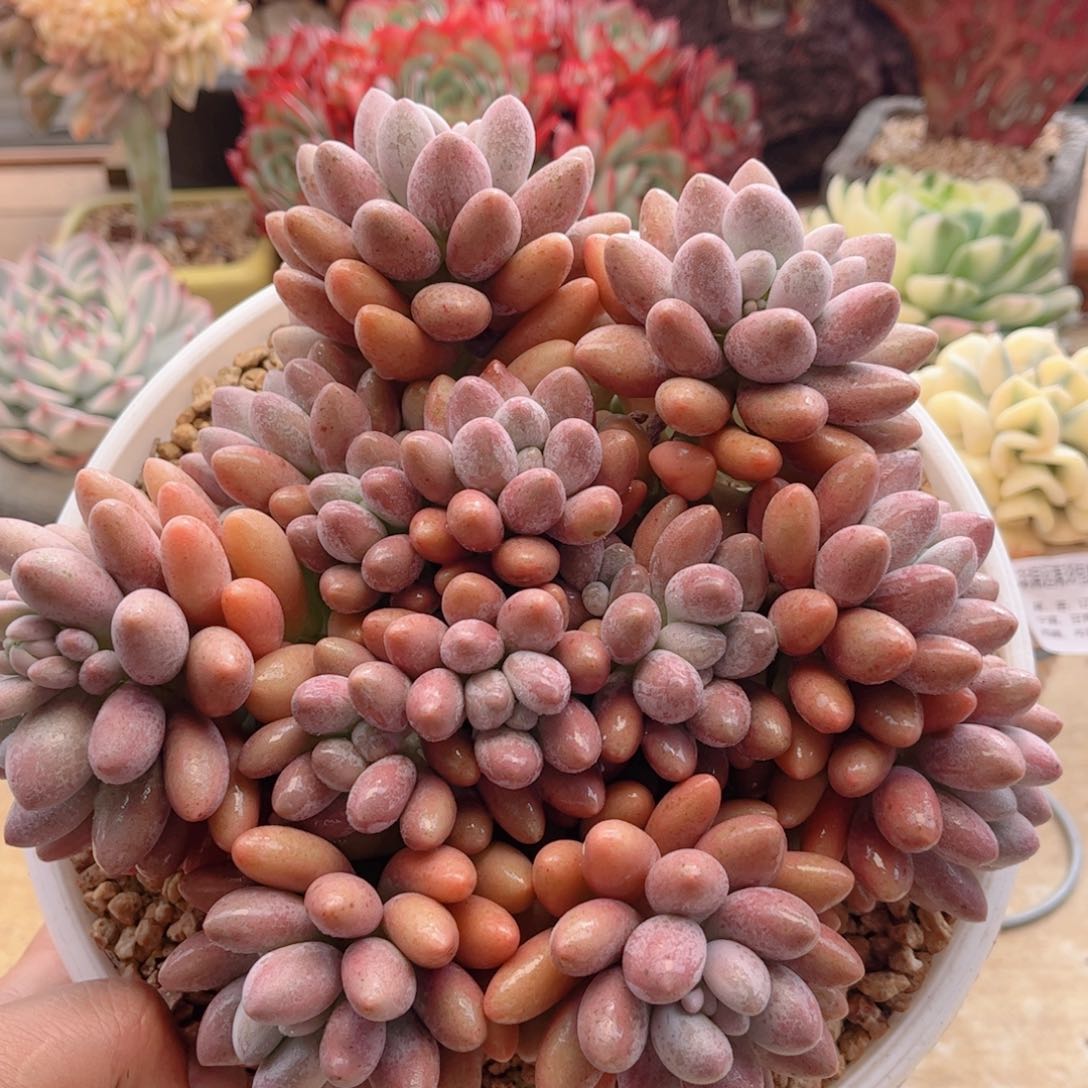 657粉恋德华多肉