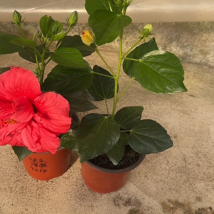 快***上完全开放丹麦木槿花