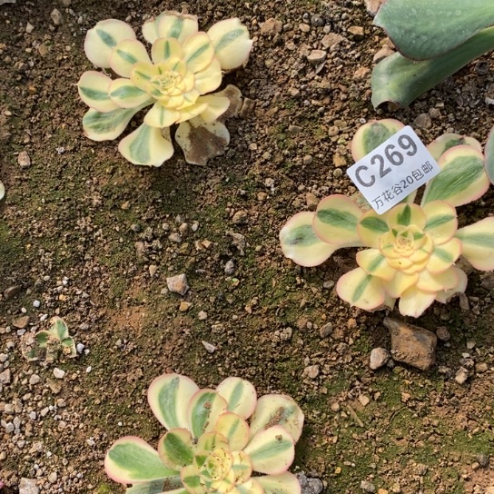 269王妃三棵多肉植物