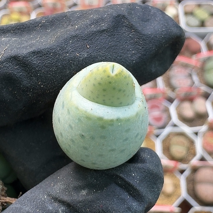 多***⑅生石花2:：。在。 260号