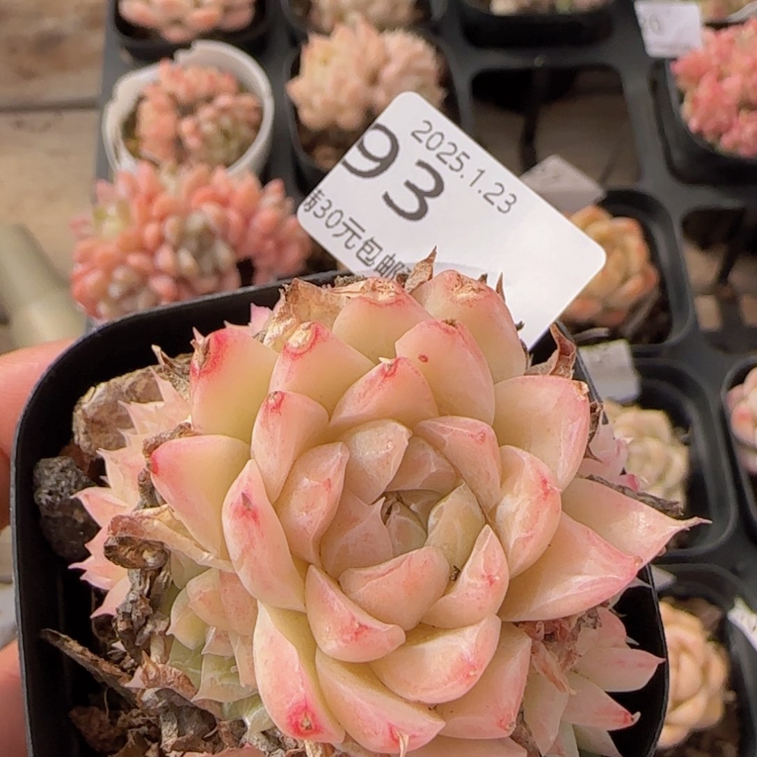 麦秆群一颗脱土发货