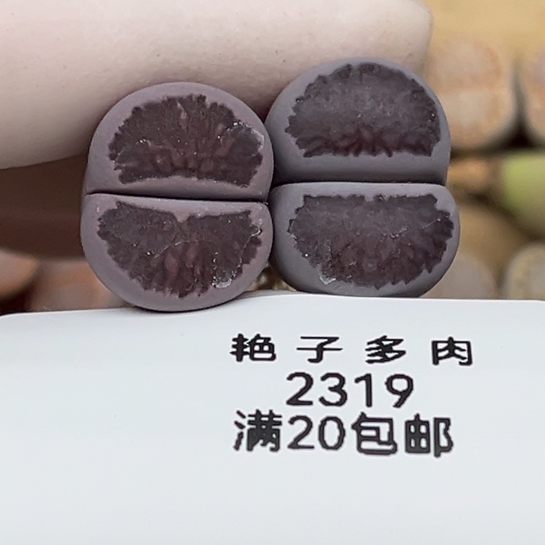 空***心2319号一首两颗紫菊