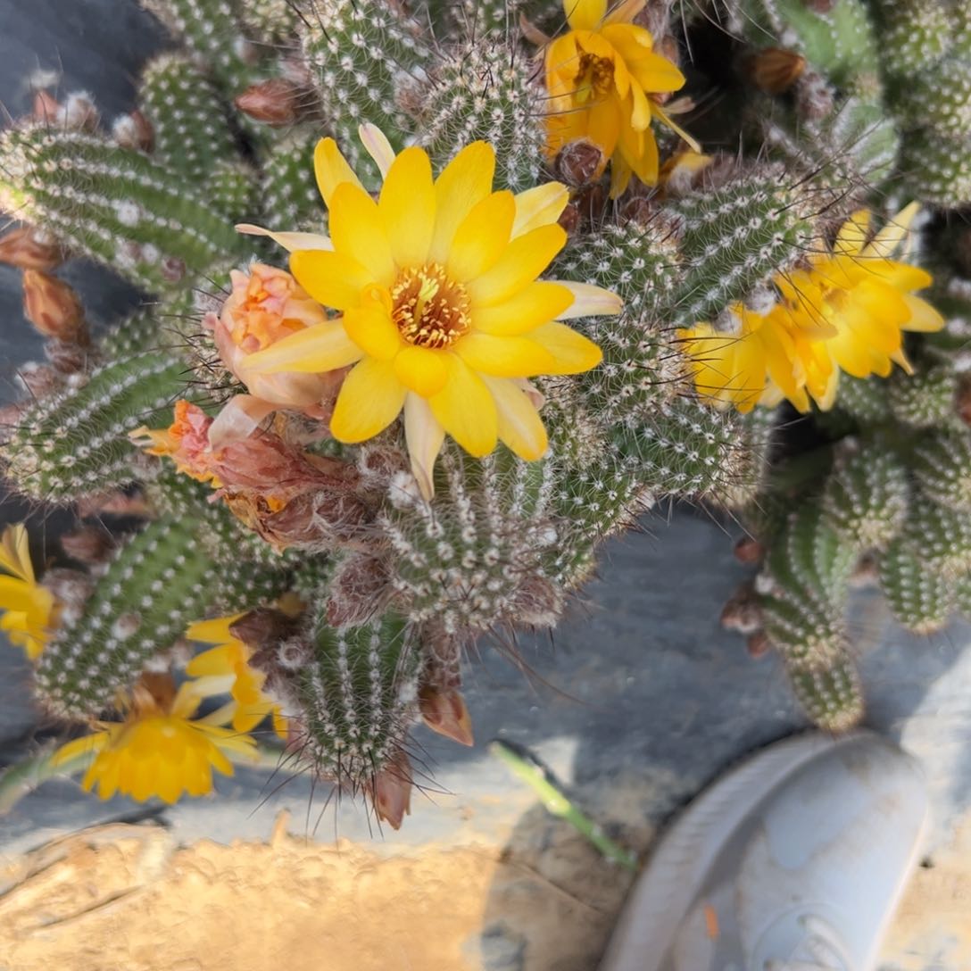 白檀仙人球349群生76