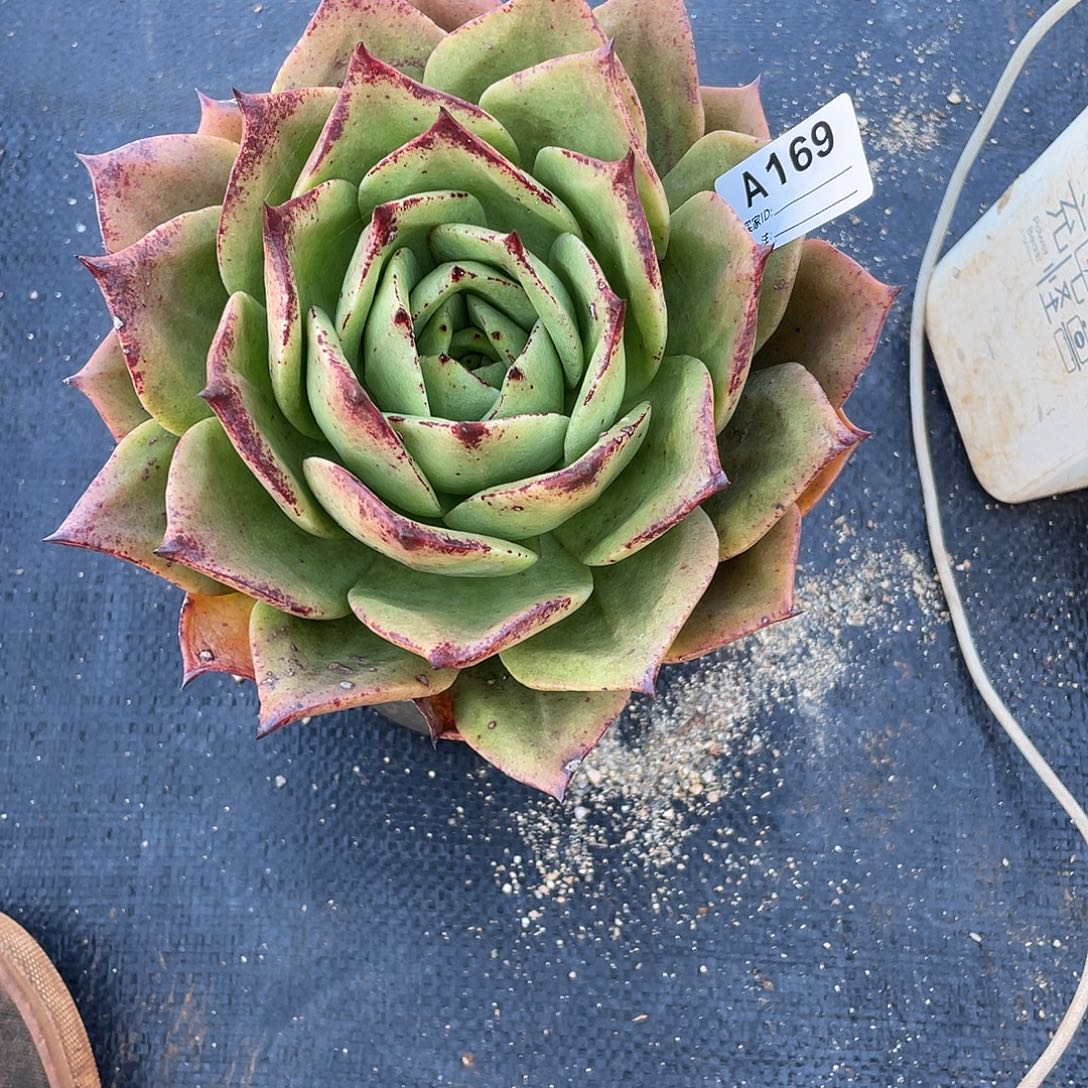 若如东云单拍A169