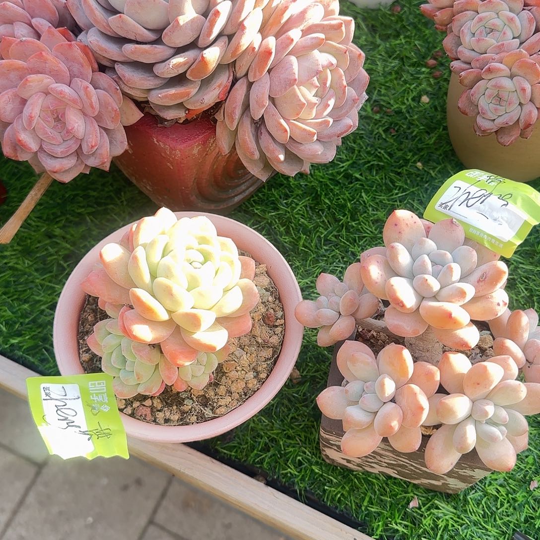 Z***g冰玉香水群生带盆发货