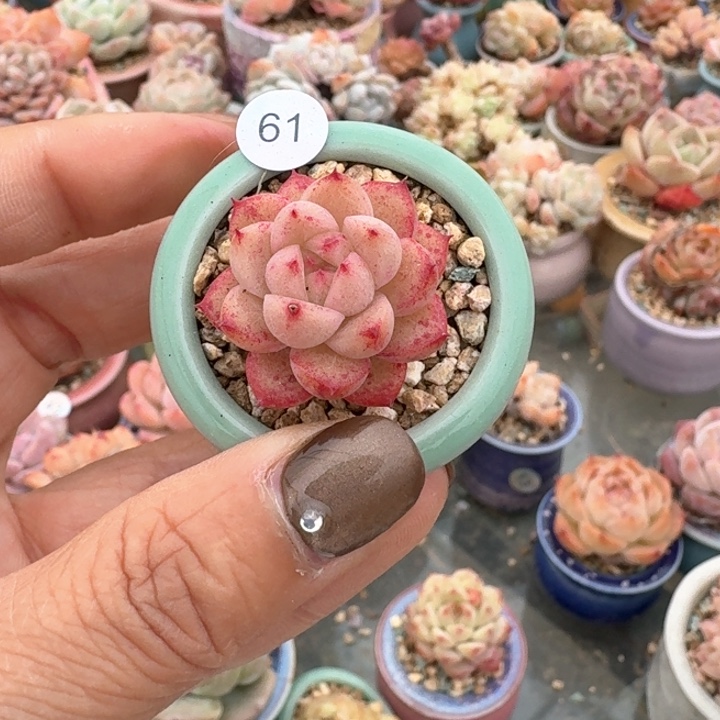 61 多肉含盆土 30元包邮 除偏远地区