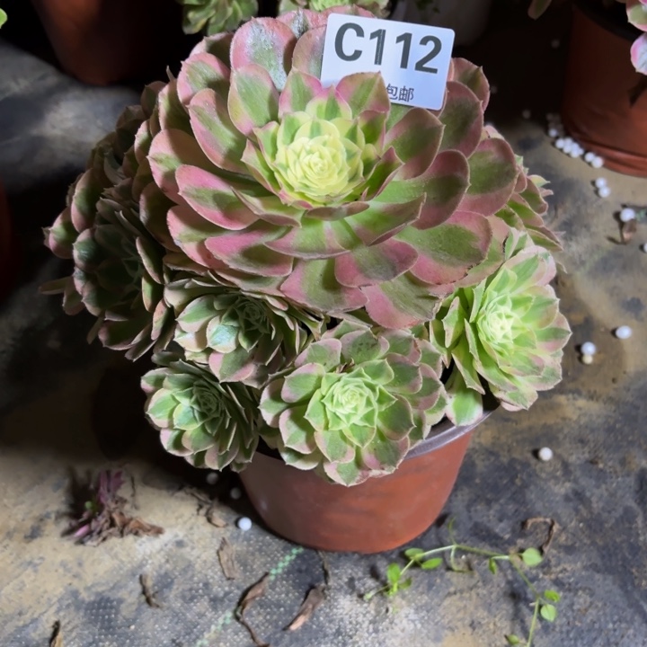 瑞妈，，。。。。。112绿体，