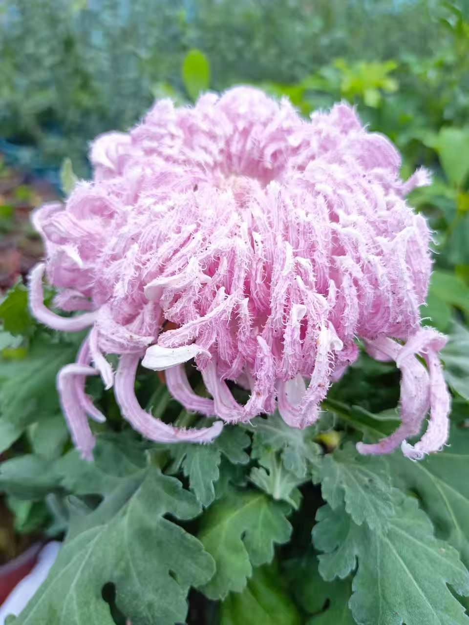 【秦山霜景】独本菊花园阳台庭院耐寒耐热室内室稀有大花花卉菊花