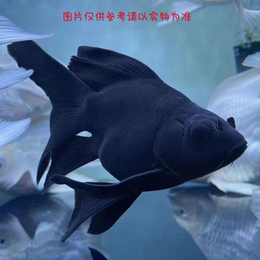 第五代精品蝴蝶鲤冷水观赏鱼大鳍大尾好养耐活鱼苗