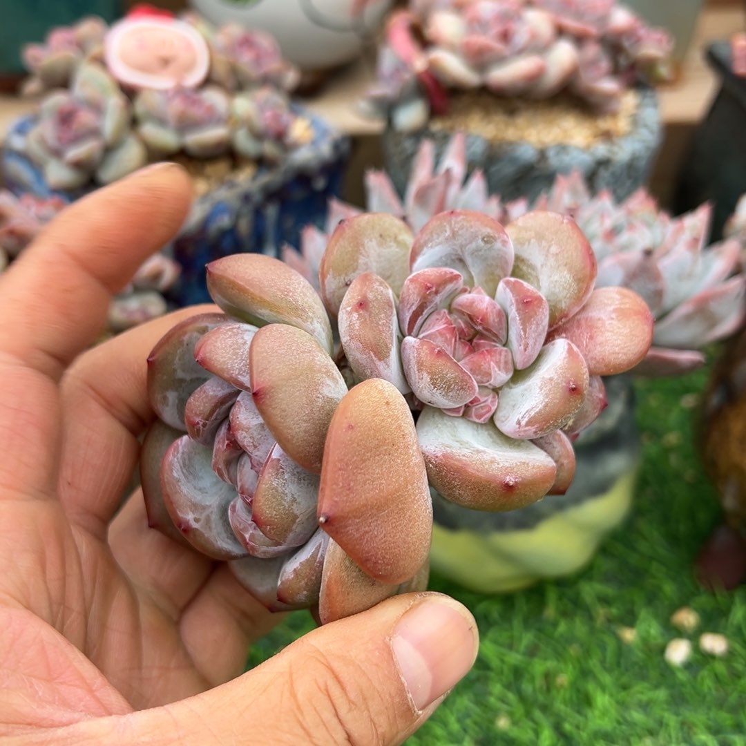 啊石榴籽星影小树福利