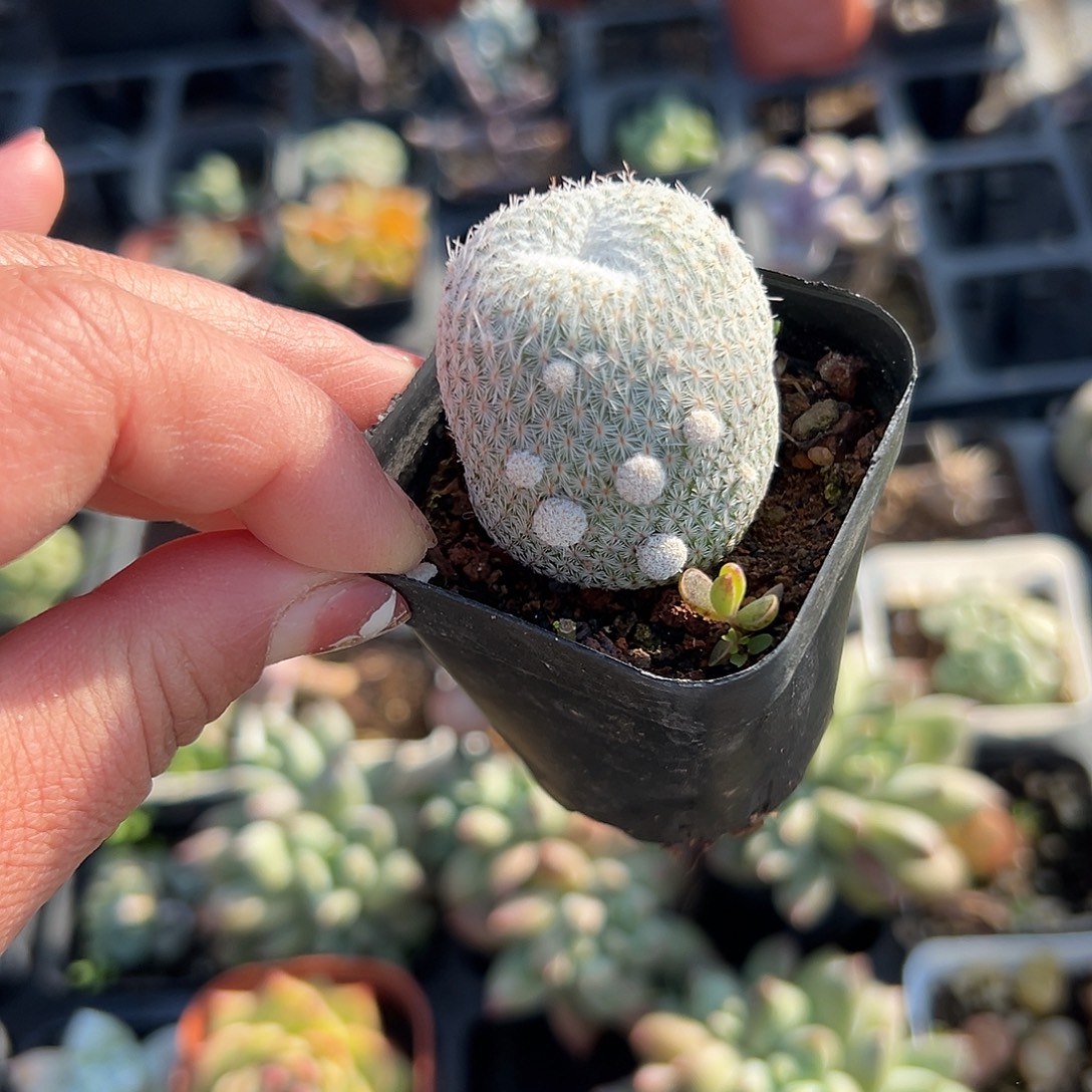 多肉植物单头月世界