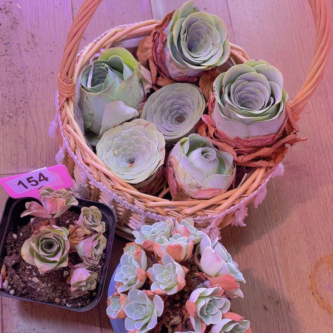 154山地玫瑰绿色