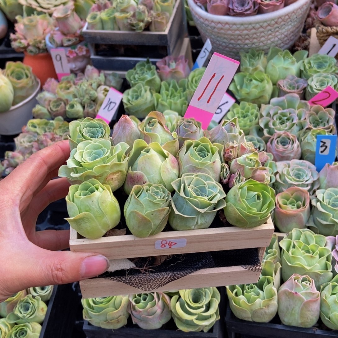 海***物山地玫瑰多肉植物花卉84