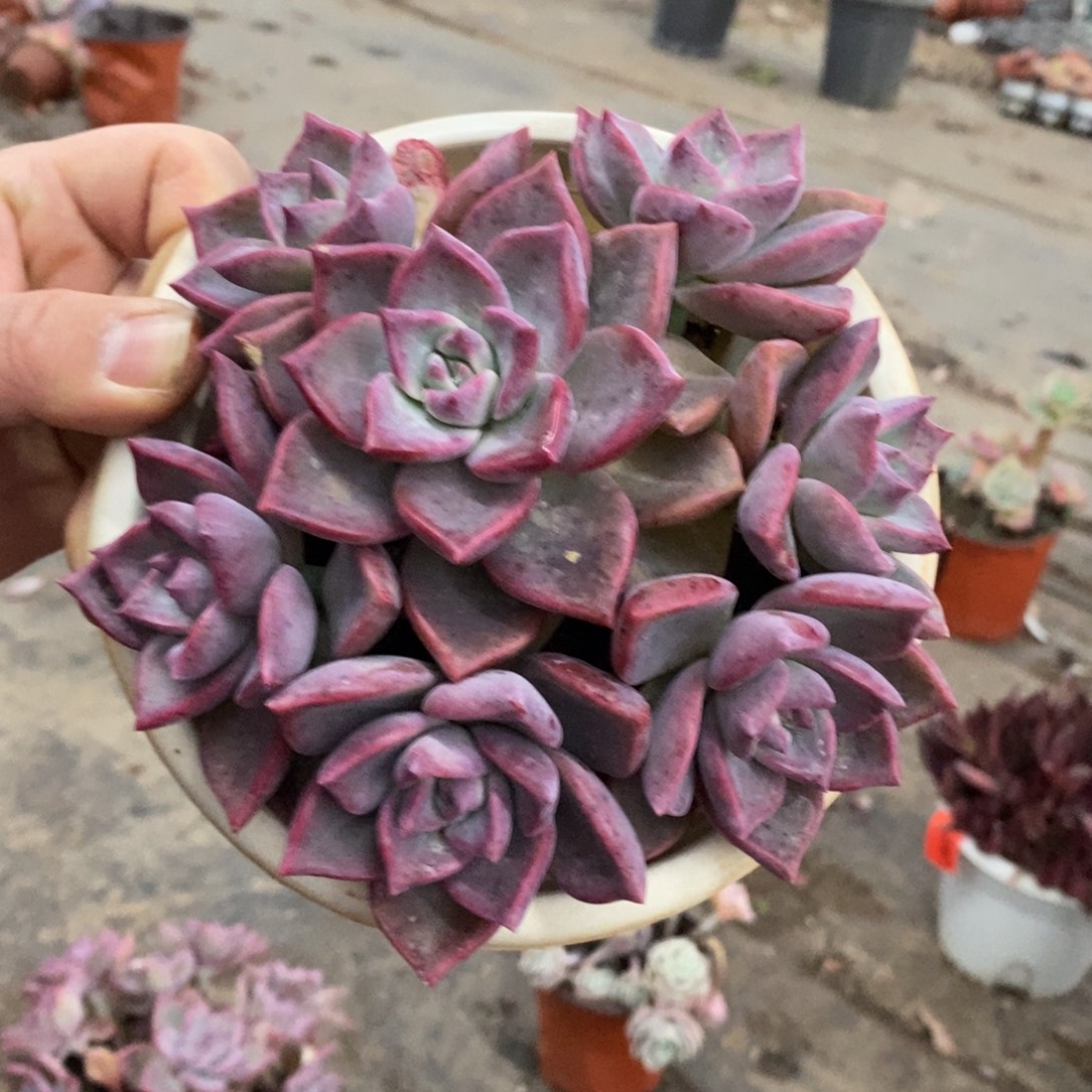 冰月六头起发整桩带盆土