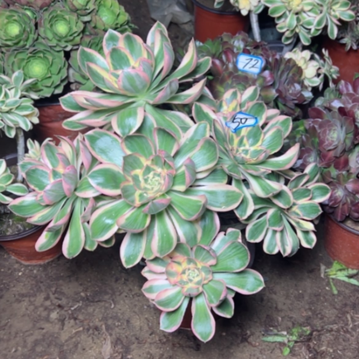 【闪购商品】多肉植物艳姿50