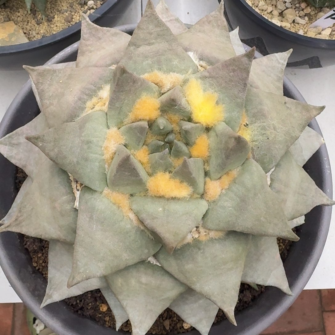 自根牡丹仙人球仙人球