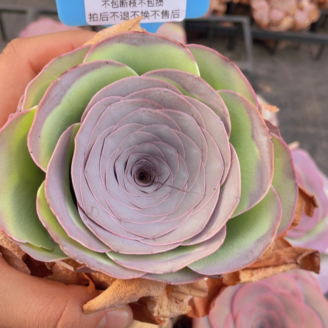 ****奇山地玫瑰290裸根发货不售后