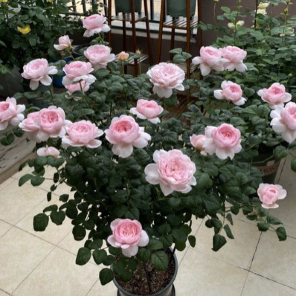 灌木月季小苗集合阳台庭院花园盆栽四季观赏