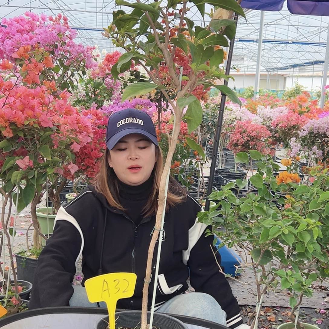 清***N大部分花苞少量开放A32金夫人