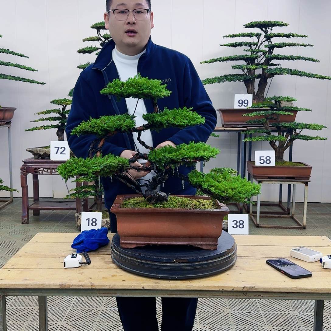 盆景柏树造型盆景