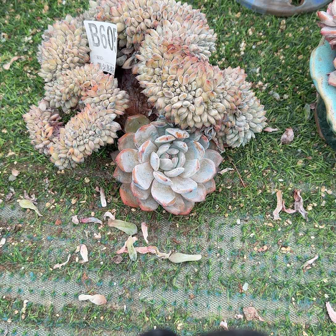 星影缀化有点小微瑕