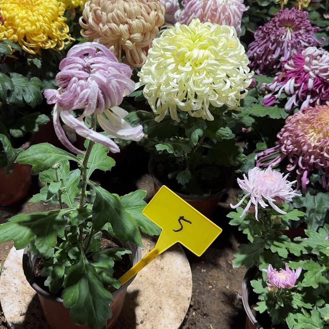 爷***年大部分花苞少量开放5