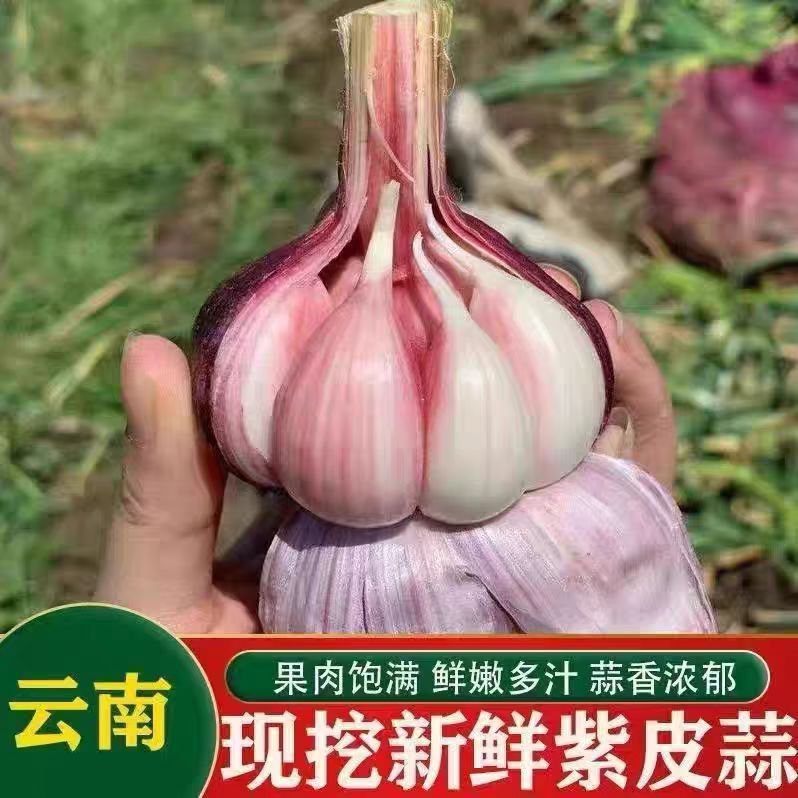 新鲜云南紫皮大蒜干湿多瓣蒜产地直发