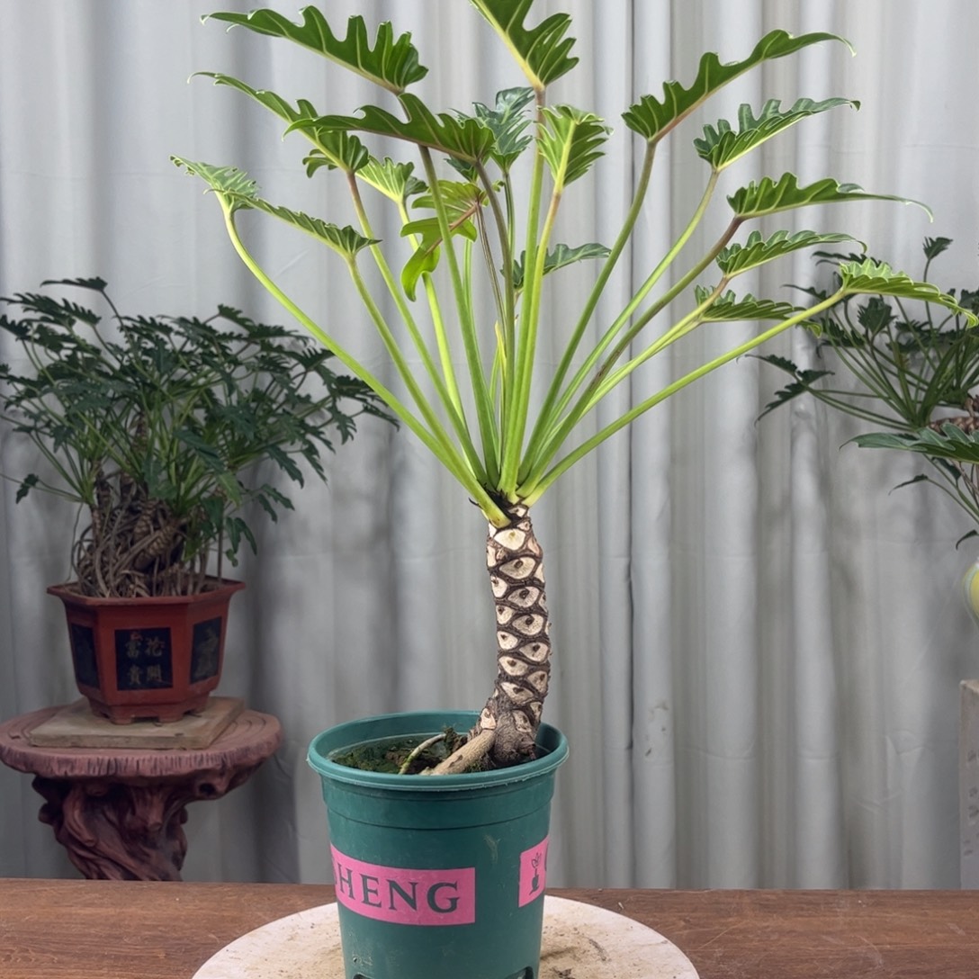 完全开放5516龙鳞小天使