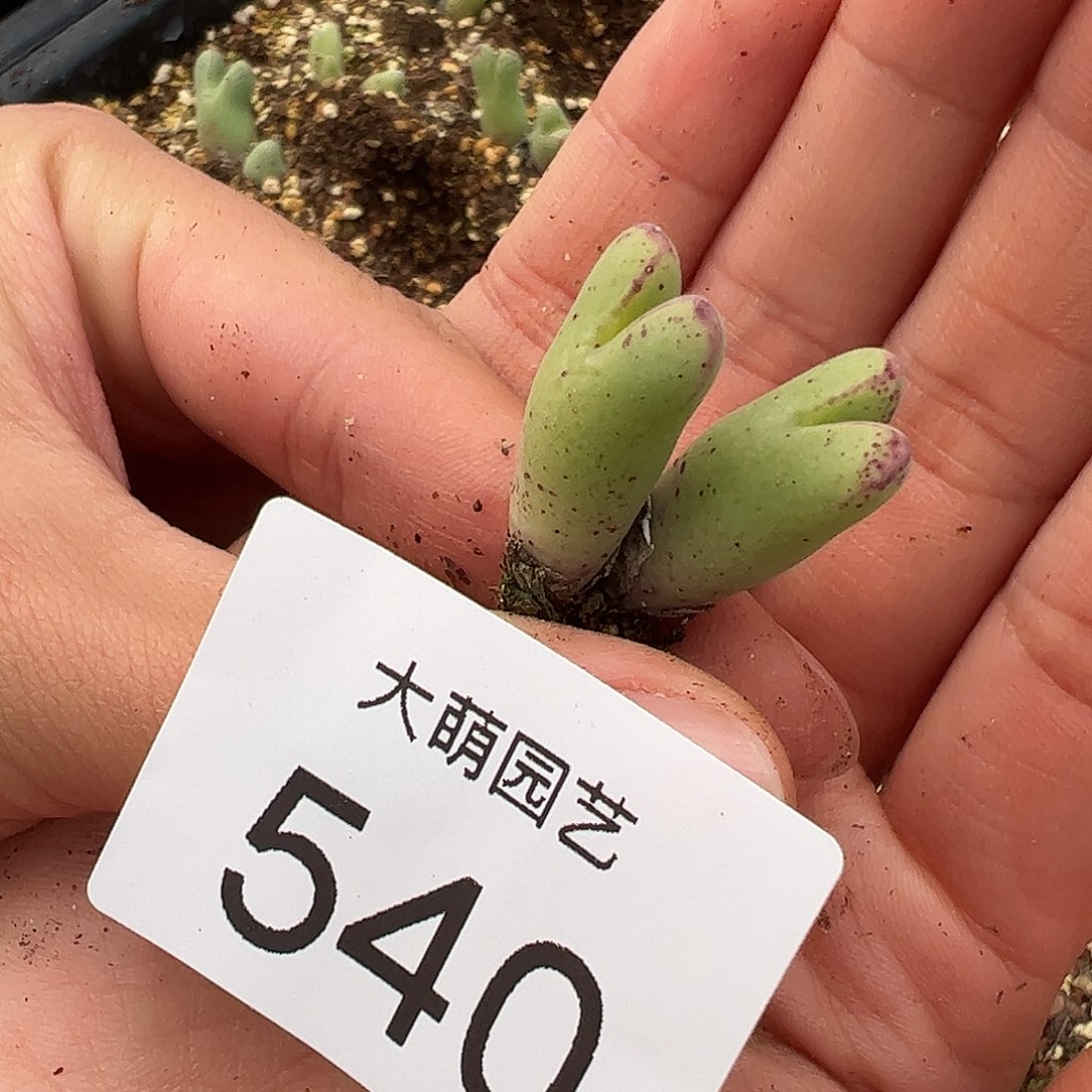 0000540 一物一拍……