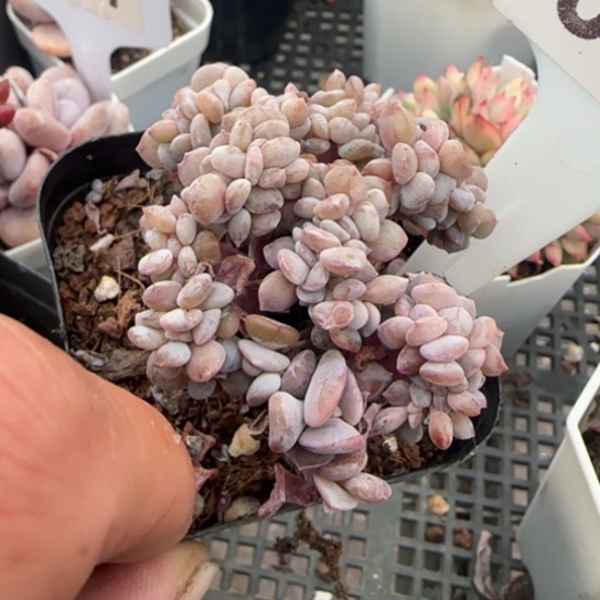 32 一物一拍多肉