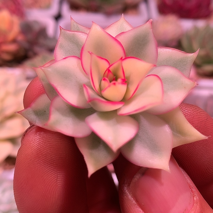 宝莲灯锦，宽边锦锦