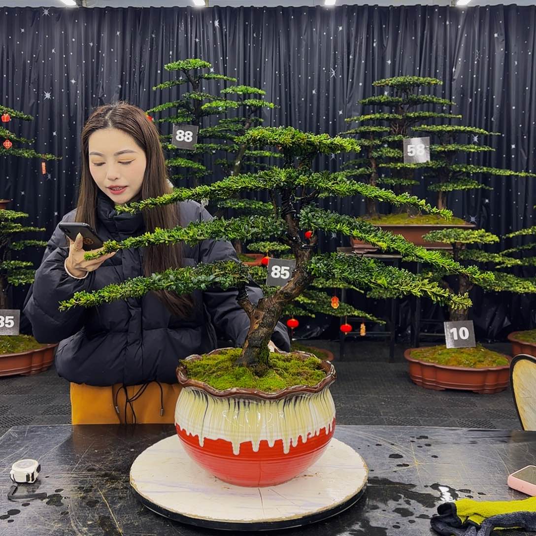 松树柏树造型盆景