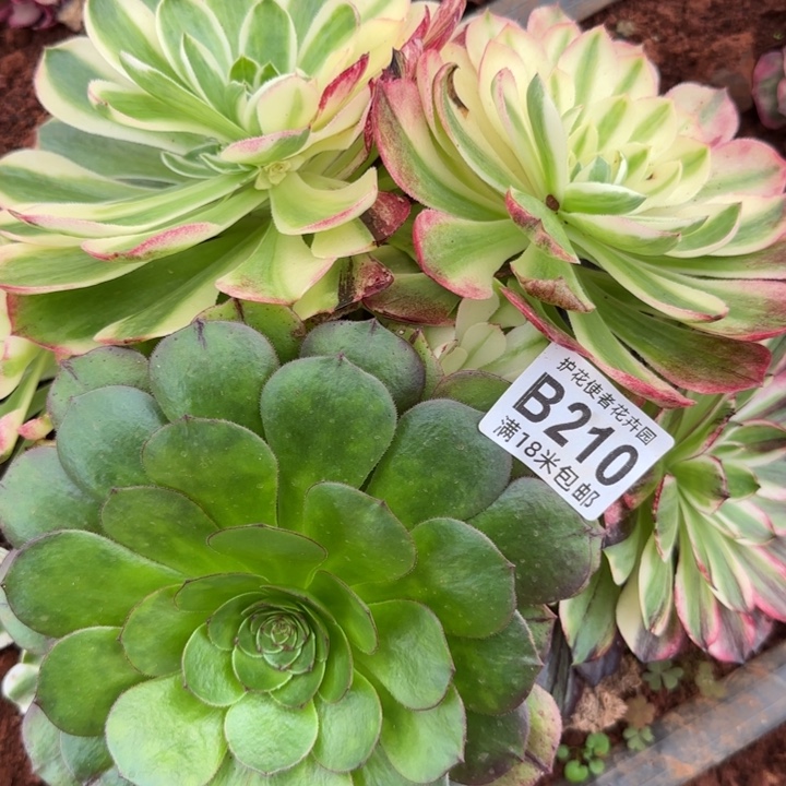 多肉法师伯爵duoduo