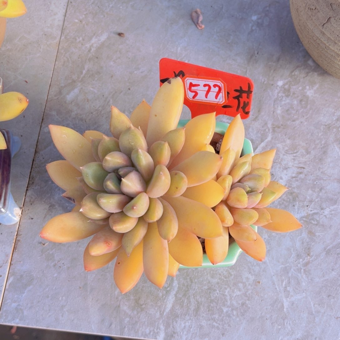 象牙577多肉植物