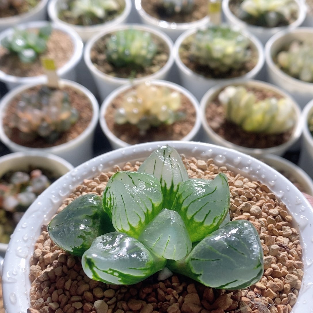 裹实生玉露多肉植物