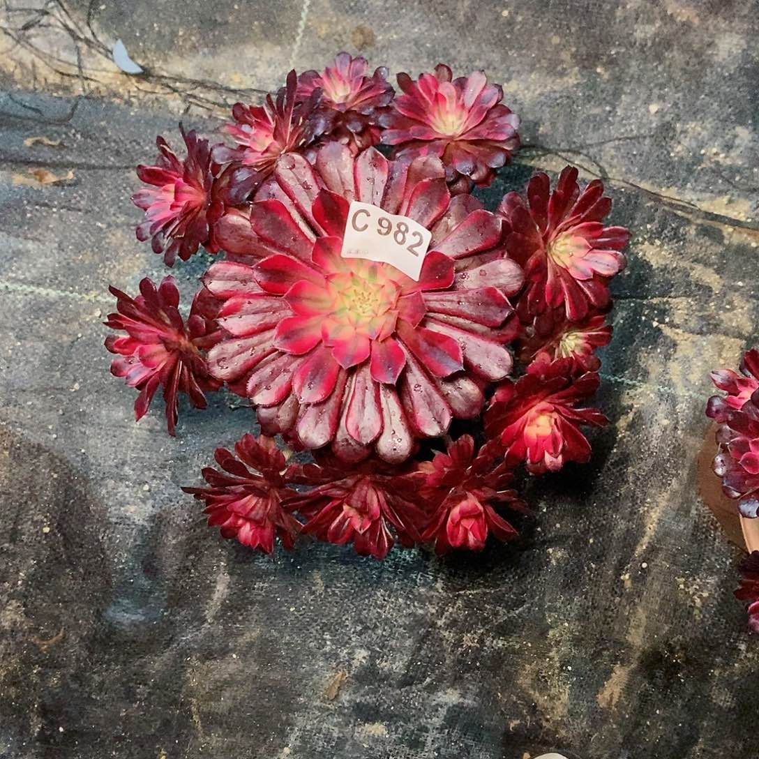 黑铜白982多肉111111