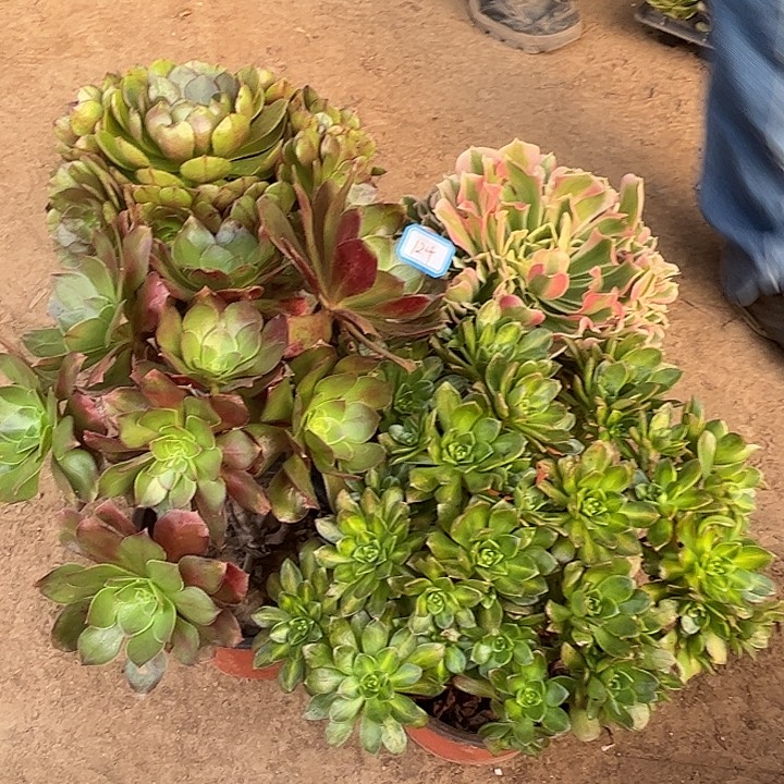 124多肉植物瑕疵特价，