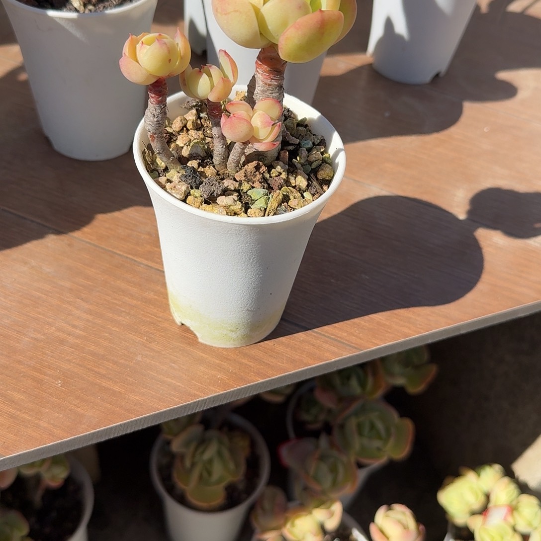 安***^鸡蛋碧桃多肉植物一颗