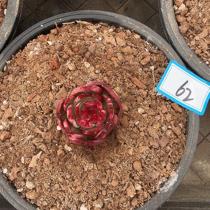 小***花62--------------------