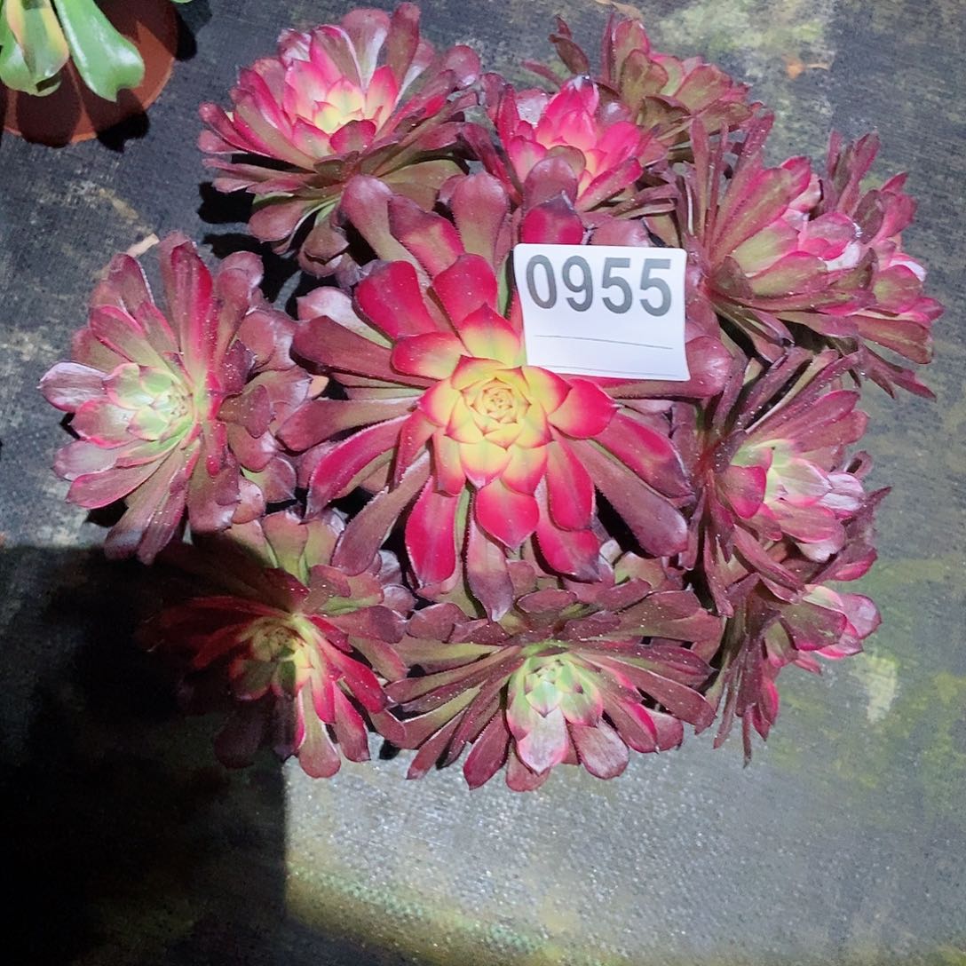 红陶0955烟花3多肉