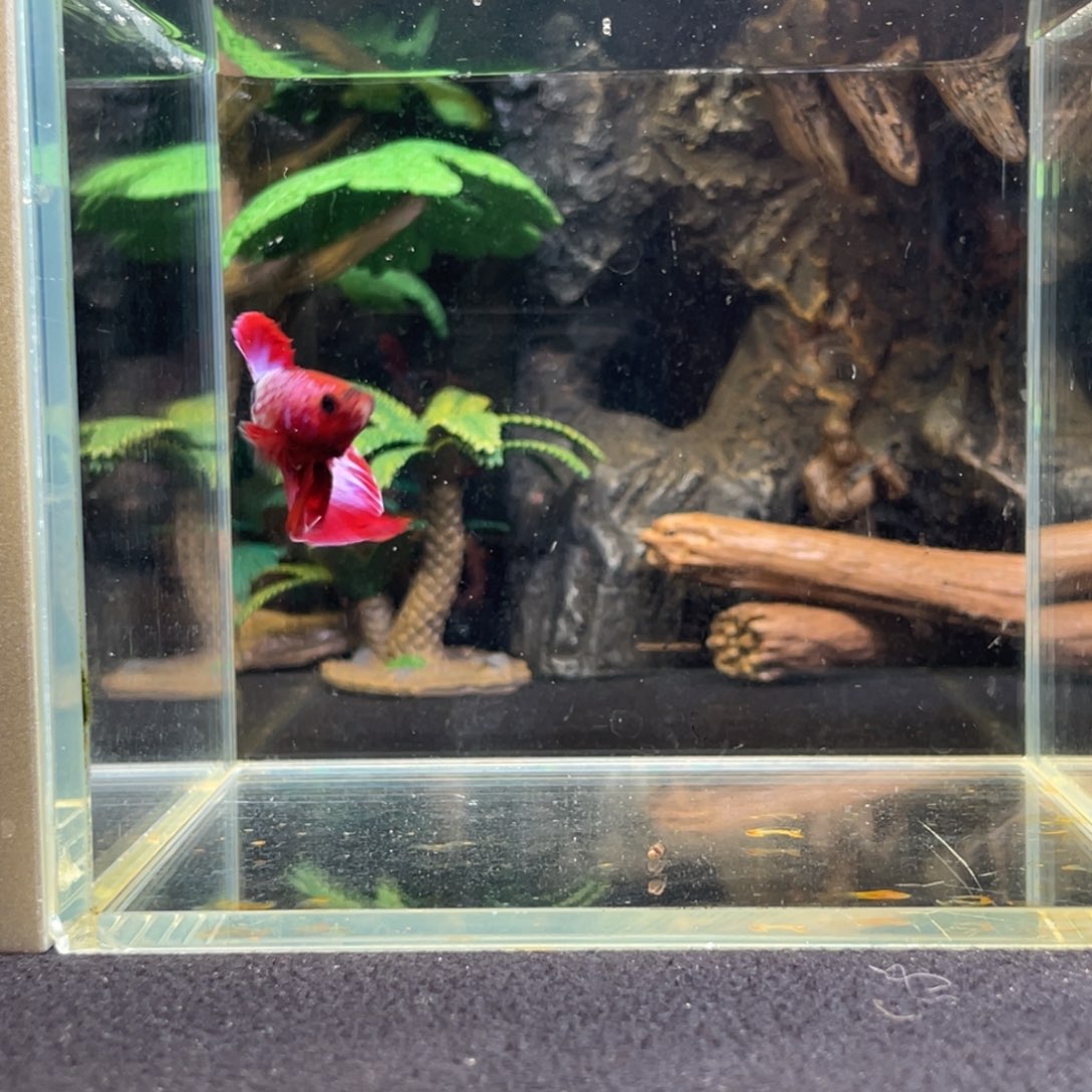 斗鱼十二月二日竞价