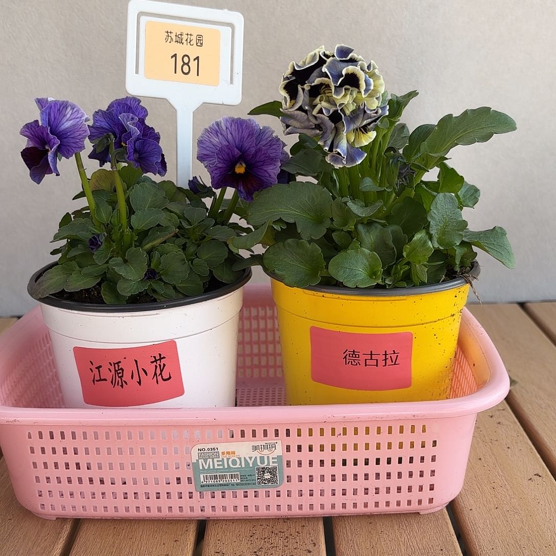 大部分开放少量花苞181