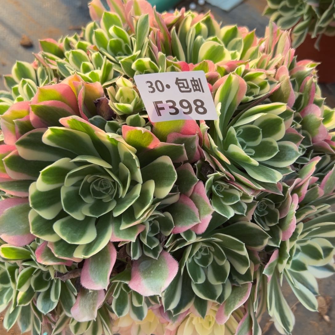 398白凤多肉法师